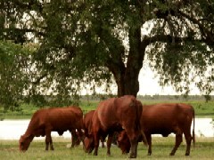 木陰で草を食む牛たち