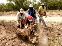 椰子の根株を手作業で掘り起こす