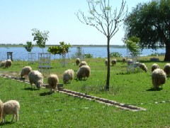 岸辺で緑草を食む羊たち