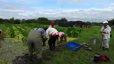タロイモ水田で収穫作業