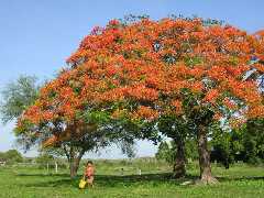 見事なチバトの巨木に真っ赤な花が満開
