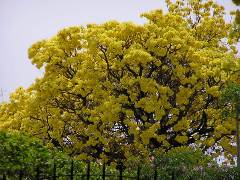 春爛漫、イペーの花は真っ黄色